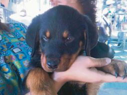 El Gobierno de Tlajomulco impulsa campañas de vacunación, esterilización y desparasitación para promover el bienestar animal y la salud pública. ESPECIAL