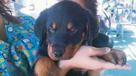 El Gobierno de Tlajomulco impulsa campañas de vacunación, esterilización y desparasitación para promover el bienestar animal y la salud pública. ESPECIAL