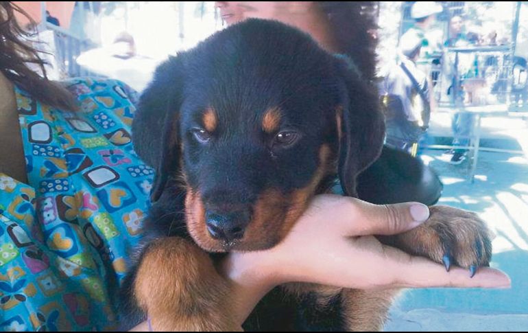 El Gobierno de Tlajomulco impulsa campañas de vacunación, esterilización y desparasitación para promover el bienestar animal y la salud pública. ESPECIAL