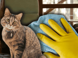 Si tu gato hace del baño fuera de su lugar, es importante no recurrir a limpiadores agresivos. ESPECIAL