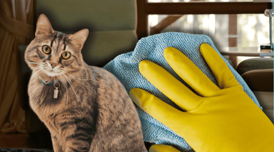 Si tu gato hace del baño fuera de su lugar, es importante no recurrir a limpiadores agresivos. ESPECIAL