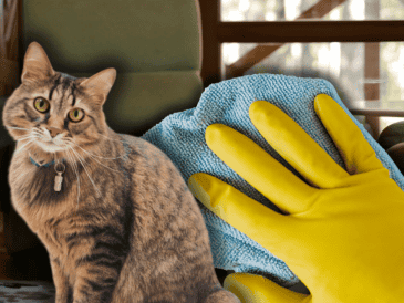 Si tu gato hace del baño fuera de su lugar, es importante no recurrir a limpiadores agresivos. ESPECIAL