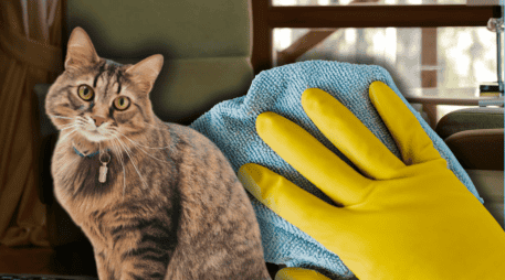 Si tu gato hace del baño fuera de su lugar, es importante no recurrir a limpiadores agresivos. ESPECIAL