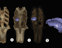 Parte de un cráneo fosilizado de mamífero con sedimentos en la cavidad dental que es un nido construido por una abeja prehistórica. EFE / L. Viñola