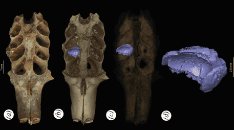 Parte de un cráneo fosilizado de mamífero con sedimentos en la cavidad dental que es un nido construido por una abeja prehistórica. EFE / L. Viñola