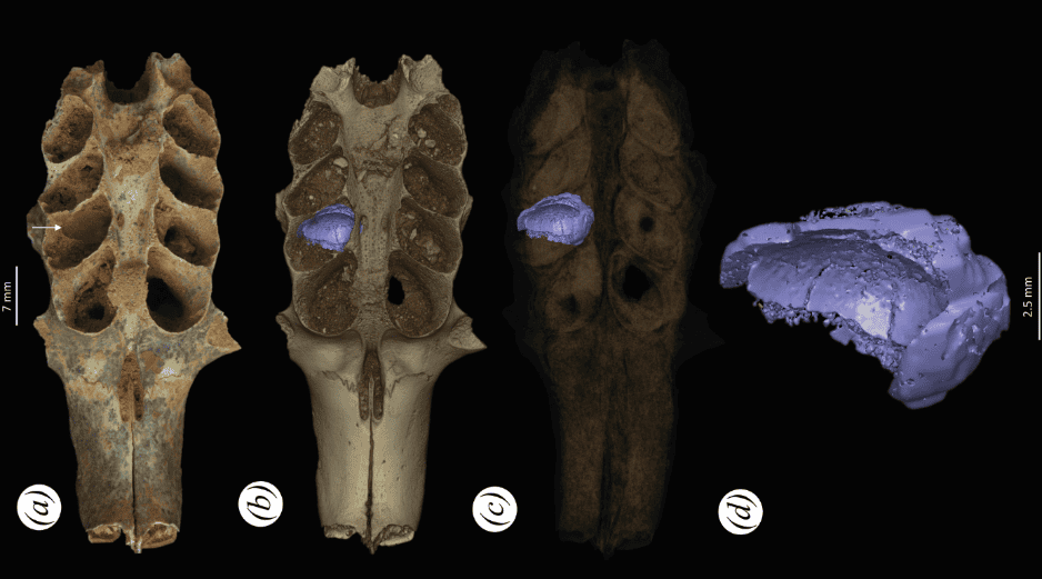 Parte de un cráneo fosilizado de mamífero con sedimentos en la cavidad dental que es un nido construido por una abeja prehistórica. EFE / L. Viñola