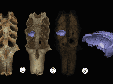 Parte de un cráneo fosilizado de mamífero con sedimentos en la cavidad dental que es un nido construido por una abeja prehistórica. EFE / L. Viñola