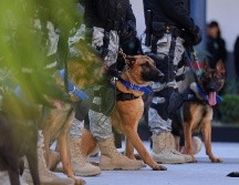 Autoridades de Zapopan reportan que los perros donados han incautado toneladas de fentanilo. ESPECIAL