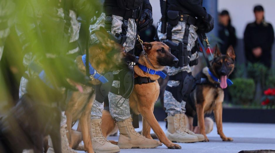 Autoridades de Zapopan reportan que los perros donados han incautado toneladas de fentanilo. ESPECIAL