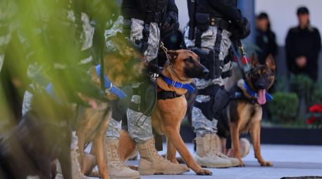 Autoridades de Zapopan reportan que los perros donados han incautado toneladas de fentanilo. ESPECIAL