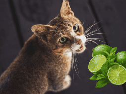 ¿Cómo los cítricos ayudan a eliminar el olor de orina de gato? UNSPLASH / A. PRATAMA