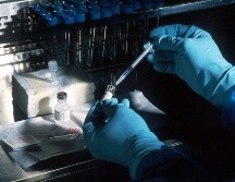 Científicos logran rejuvenecer el sistema inmunitario de esta manera. UNSPLASH / NCI