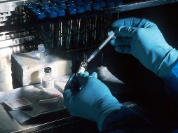 Científicos logran rejuvenecer el sistema inmunitario de esta manera. UNSPLASH / NCI