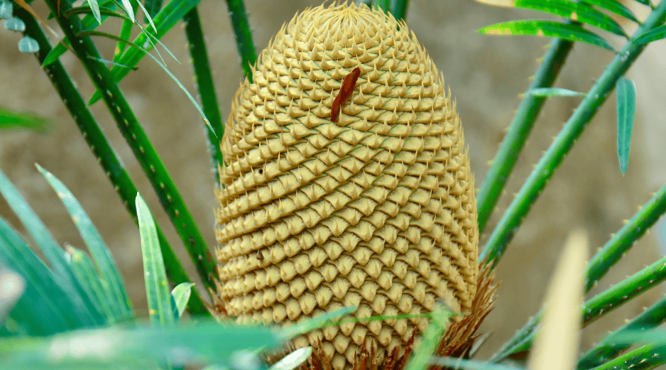 Antes de la aparición de los colores vibrantes y los aromas intensos de las flores modernas la vegetación utilizaba métodos físicos alternativos para asegurar su reproducción. CANVA