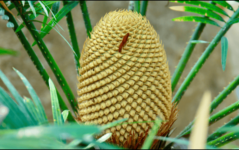 Antes de la aparición de los colores vibrantes y los aromas intensos de las flores modernas la vegetación utilizaba métodos físicos alternativos para asegurar su reproducción. CANVA