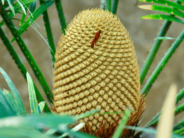 Antes de la aparición de los colores vibrantes y los aromas intensos de las flores modernas la vegetación utilizaba métodos físicos alternativos para asegurar su reproducción. CANVA