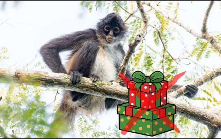 La Procuraduría recalcó que la extracción de fauna y flora silvestre tiene muchísimas implicaciones negativas para el individuo, su grupo y para su ecosistema. ESPECIAL / CONANP