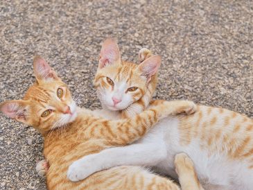 Dos gatos pueden acompañarse durante la ausencia de sus dueños, siempre y cuando se les enseñe a convivir. UNSPLASH / H. CHOUDHARY