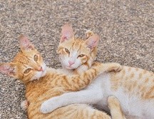 Dos gatos pueden acompañarse durante la ausencia de sus dueños, siempre y cuando se les enseñe a convivir. UNSPLASH / H. CHOUDHARY