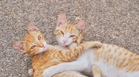 Dos gatos pueden acompañarse durante la ausencia de sus dueños, siempre y cuando se les enseñe a convivir. UNSPLASH / H. CHOUDHARY
