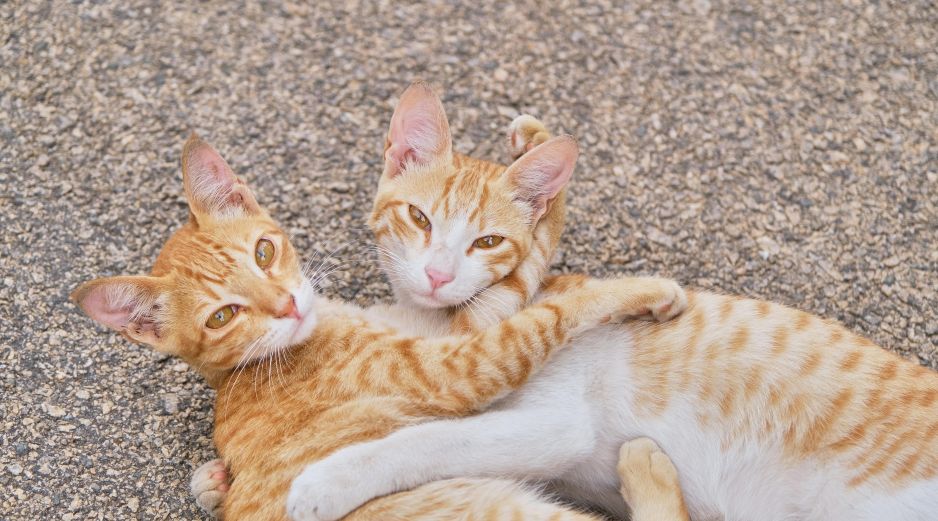 Dos gatos pueden acompañarse durante la ausencia de sus dueños, siempre y cuando se les enseñe a convivir. UNSPLASH / H. CHOUDHARY