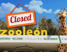 El Zooleón fue fundado el 19 de septiembre de 1979. Zooleon.org / CANVA / ESPECIAL
