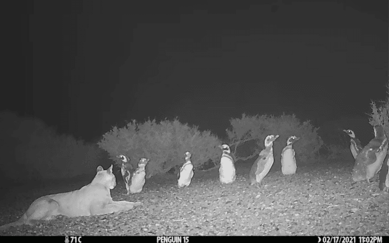 &nbsp;ESPECIAL/Proceeding Royal Society, Mitchell Serota Emiliano Donadio