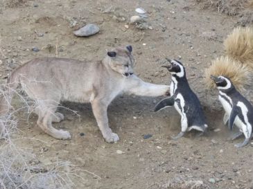 El Parque Nacional Monte León, creado en 2004 tras la donación de antiguas estancias al Estado, alberga actualmente alrededor de 40 mil parejas reproductoras de pingüinos de Magallanes. ESPECIAL/Proceeding Royal Society, Mitchell Serota Emiliano Donadio