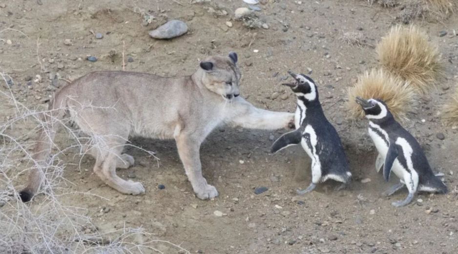 El Parque Nacional Monte León, creado en 2004 tras la donación de antiguas estancias al Estado, alberga actualmente alrededor de 40 mil parejas reproductoras de pingüinos de Magallanes. ESPECIAL/Proceeding Royal Society, Mitchell Serota Emiliano Donadio