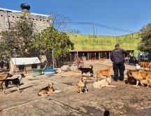 El Refugio San Vicente está en El Campanario, Zapopan, y desde que la noticia se hizo viral, la Unidad de Protección Animal (UPA) se movilizó para conocer quién había quedado encargado del sitio, iniciando así una coordinación directa con Román. EL INFORMADOR/ R. Bobadilla