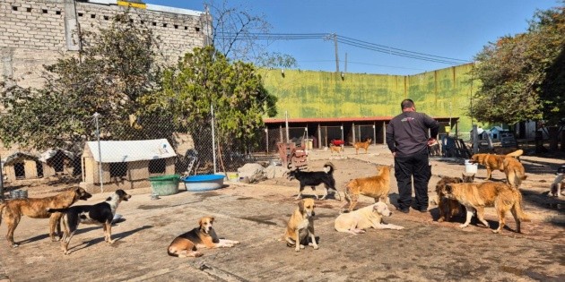 Refugio San Vicente en Zapopan: Esta es la historia de Lawrence y los 200 perros que quedaron en la incertidumbre tras su muerte