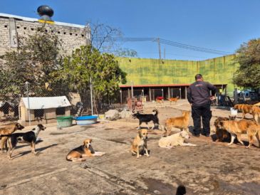 El Refugio San Vicente está en El Campanario, Zapopan, y desde que la noticia se hizo viral, la Unidad de Protección Animal (UPA) se movilizó para conocer quién había quedado encargado del sitio, iniciando así una coordinación directa con Román. EL INFORMADOR/ R. Bobadilla