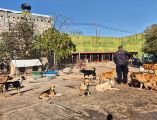 El Refugio San Vicente está en El Campanario, Zapopan, y desde que la noticia se hizo viral, la Unidad de Protección Animal (UPA) se movilizó para conocer quién había quedado encargado del sitio, iniciando así una coordinación directa con Román. EL INFORMADOR/ R. Bobadilla