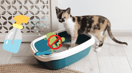 Con algunos métodos caseros sencillos es posible erradicar el problema sin gastar mucho dinero ni recurrir a productos agresivos. CANVA