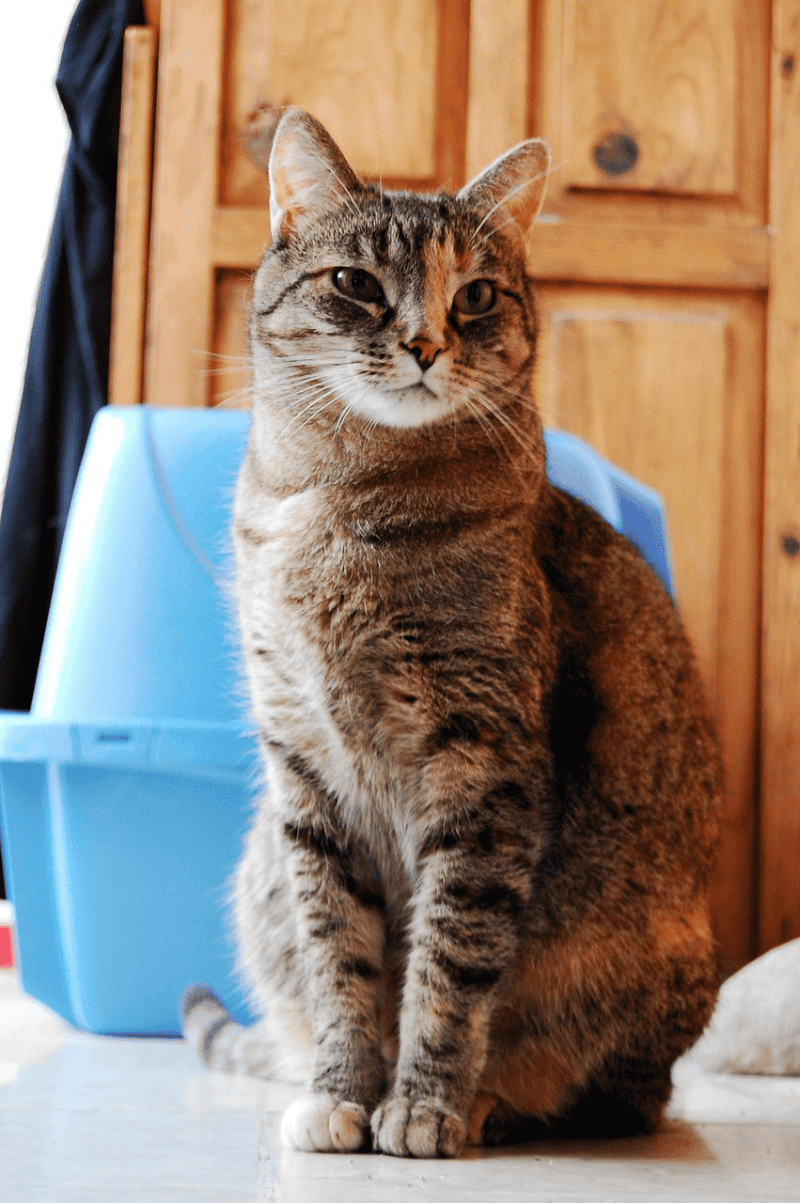 Un olor persistente en el arenero indica que necesita una limpieza profunda o un cambio total de arena. PIXABAY&nbsp;