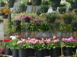 La Hoya carnosa se distingue por sus racimos de flores rosadas, de textura brillante y apariencia casi escultórica. PIXABAY