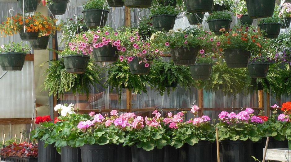 La Hoya carnosa se distingue por sus racimos de flores rosadas, de textura brillante y apariencia casi escultórica. PIXABAY