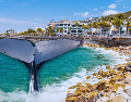 Las ballenas comienzan a aparecer en Puerto Vallarta poco a poco desde noviembre y diciembre y hasta marzo. ESPECIAL / CANVA