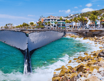 Las ballenas comienzan a aparecer en Puerto Vallarta poco a poco desde noviembre y diciembre y hasta marzo. ESPECIAL / CANVA
