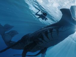 Payakan es uno de los personajes más relevantes entre los tulkun, la especie marina inteligente que aparece en Avatar: El Camino del Agua. ESPECIAL