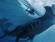 Payakan es uno de los personajes más relevantes entre los tulkun, la especie marina inteligente que aparece en Avatar: El Camino del Agua. ESPECIAL