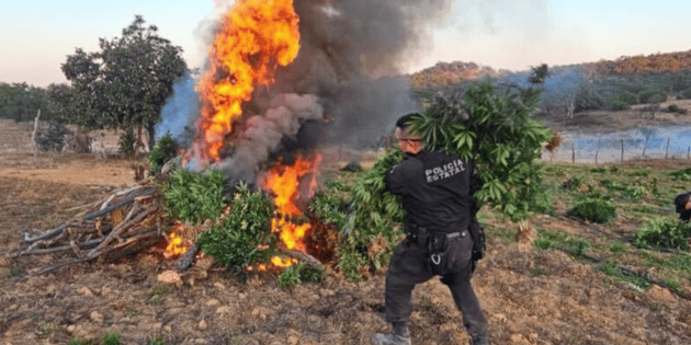 Polic&iacute;a destruye plant&iacute;o millonario de marihuana en Tequila