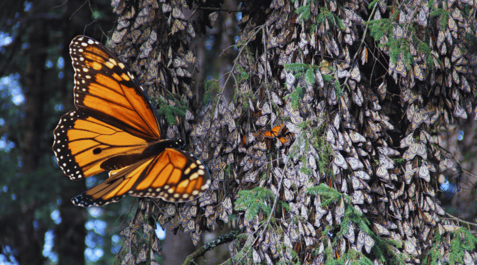 Miles de mariposas monarca rompen con su revoloteo el silencio del bosque verde y fresco al desplazarse en colonias de tonos naranja con negro en búsqueda del agua y del néctar que las mantendrá con vida hasta marzo. NTX / ARCHIVO