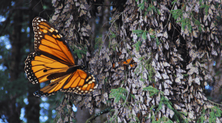 Miles de mariposas monarca rompen con su revoloteo el silencio del bosque verde y fresco al desplazarse en colonias de tonos naranja con negro en búsqueda del agua y del néctar que las mantendrá con vida hasta marzo. NTX / ARCHIVO