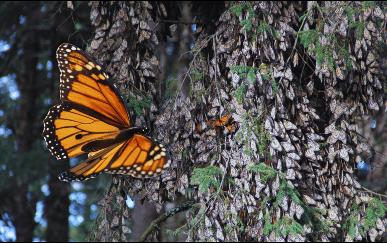 Miles de mariposas monarca rompen con su revoloteo el silencio del bosque verde y fresco al desplazarse en colonias de tonos naranja con negro en búsqueda del agua y del néctar que las mantendrá con vida hasta marzo. NTX / ARCHIVO
