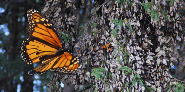 &iquest;C&oacute;mo es el santuario de la mariposa monarca en M&eacute;xico?