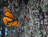 Miles de mariposas monarca rompen con su revoloteo el silencio del bosque verde y fresco al desplazarse en colonias de tonos naranja con negro en búsqueda del agua y del néctar que las mantendrá con vida hasta marzo. NTX / ARCHIVO