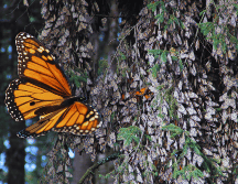 Miles de mariposas monarca rompen con su revoloteo el silencio del bosque verde y fresco al desplazarse en colonias de tonos naranja con negro en búsqueda del agua y del néctar que las mantendrá con vida hasta marzo. NTX / ARCHIVO