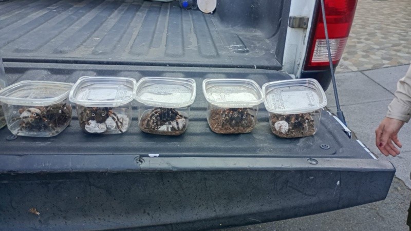 El hecho fue reportado a través del C5 Guadalajara, donde se alertó sobre un hombre que transportaba varios animales exóticos. ESPECIAL / &nbsp;POLICÍA GUADALAJARA&nbsp;