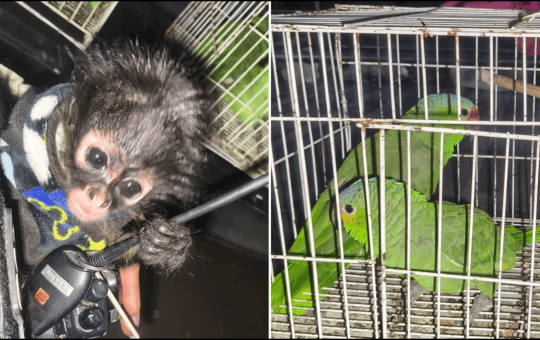 Tras realizar una revisión conforme a protocolo, se confirmó que se trataba de un mono araña, cinco loros cucha y una guacamaya verde. ESPECIAL / POLICÍA DE GUADALAJARA